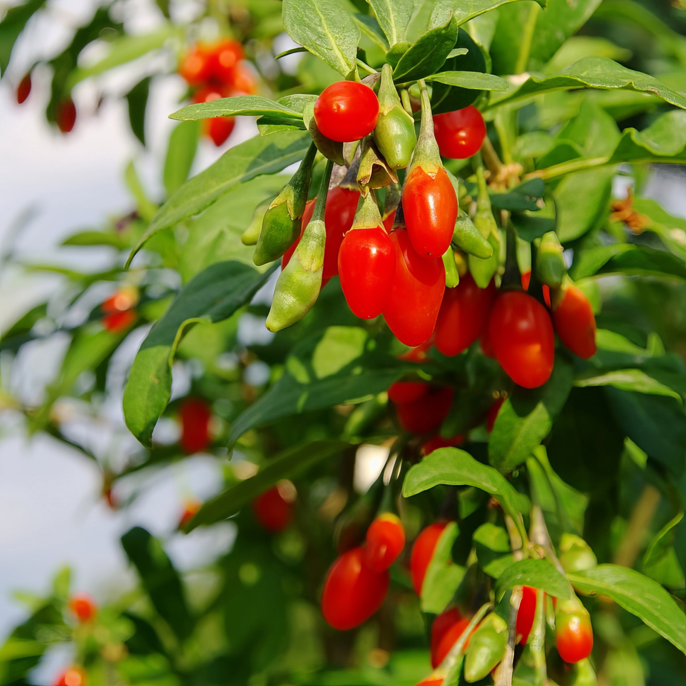 National Plant Network Live Shrub 1 gal Gogi Berry with Full Sunlight
