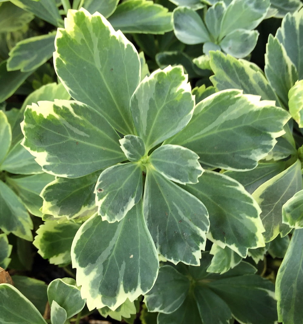 Silver Edge Japanese Spurge 50 Plants Pachysandra Hardy Groundcover Walmart Com Silver Edge Japanese Spurge 50 Plants Pachysandra Hardy Groundcover Walmart Com