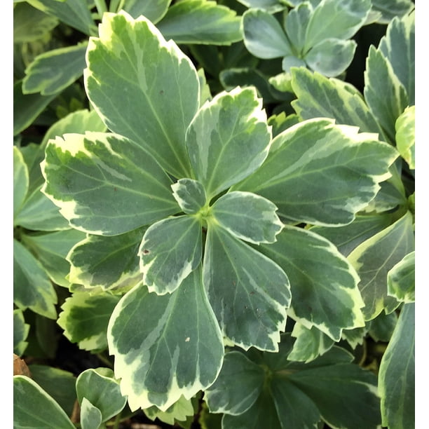 Silver Edge Japanese Spurge 50 Plants Pachysandra Hardy Groundcover Walmart Com Walmart Com
