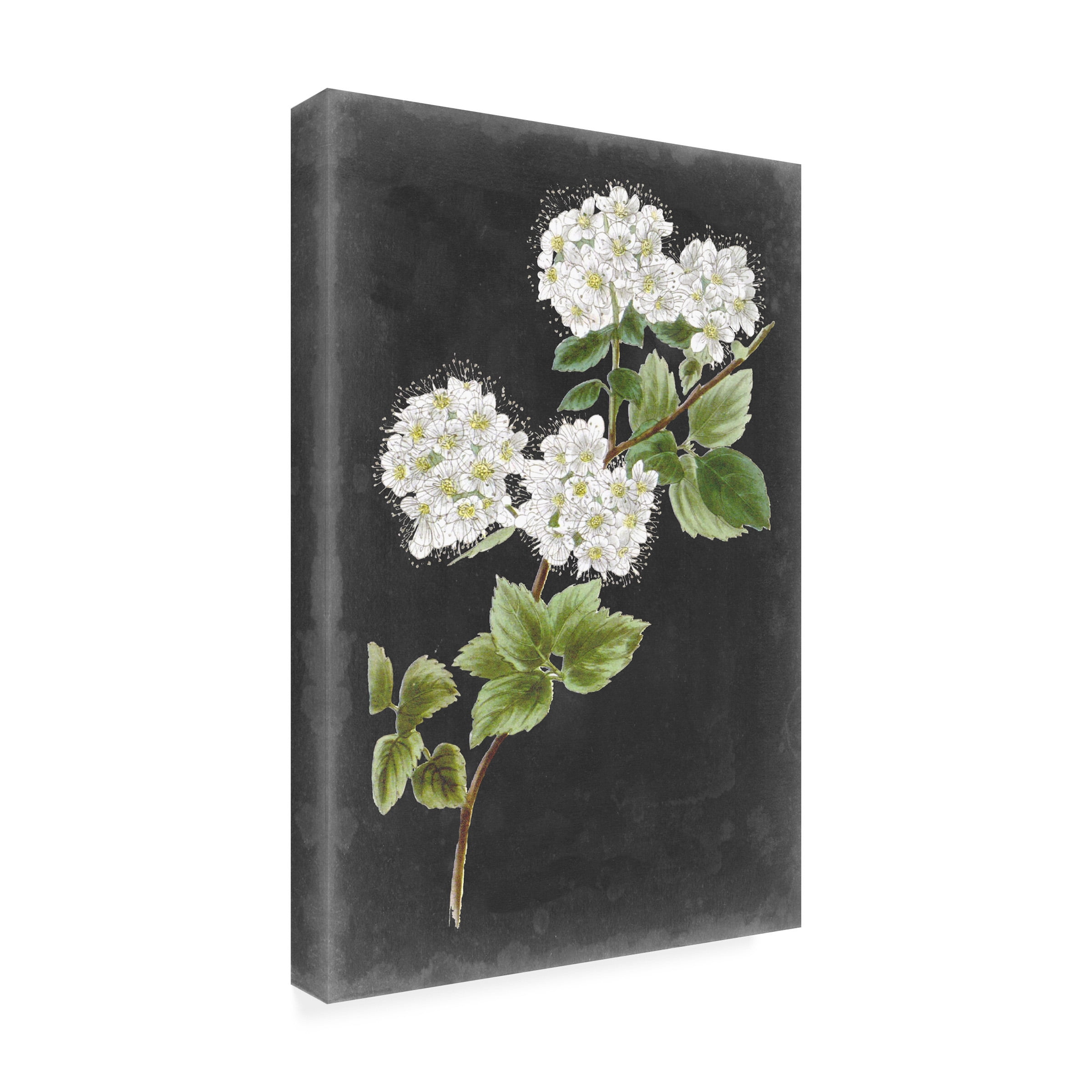 Vision Studio 'Dramatic White Flowers II' Canvas Art