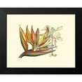 thumbnail image 2 of Edwards, Sydenham 18x15 Black Modern Framed Museum Art Print Titled - Bird of Paradise II, 2 of 5