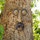 thumbnail image 3 of Cara de árbol estatua al aire libre anciano árbol abrazando corteza mueca decoración de rasgos faciales, 3 of 5