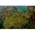 thumbnail image 2 of Shimlock, Jones 24x17 Gold Ornate Wood Framed with Double Matting Museum Art Print Titled - Indonesia Reef panorama of corals and fish, 2 of 4