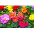 thumbnail image 4 of 50 Unwins DWARF MIX DAHLIA Variabilis Mixed Colors Semi Double Bicolor Pink Purple Red Orange Yellow White Flower Seeds, 4 of 7