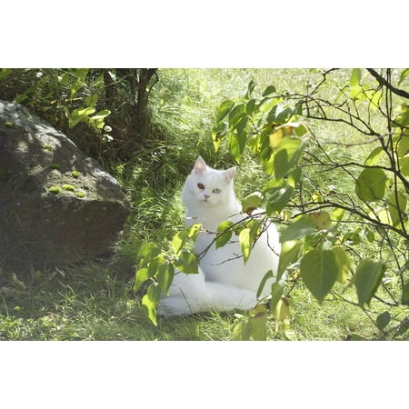 Canvas Print Domestic Cat Breed Cat Persian Cat Dear Cat Sweet Stretched Canvas 10 x