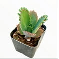 thumbnail image 2 of Kalanchoe Daigremontiana 'Mother of Thousands' Succulent Live Plant 2 Inch for Indoor Outdoor Home Office Garden Decor, 2 of 6