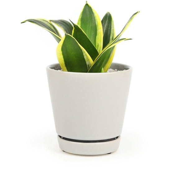 4 inch Gray Ceramic Minimalist Succulent Pot with Saucer and Drainage Hole - Succulents Box