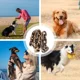 thumbnail image 5 of Correas Para Perros Cadenas Para Perros Correas Largas Para, 5 of 6