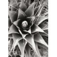 thumbnail image 2 of Bob Stefko 18x24 Gallery Wrapped Canvas Wall Art Titled - Agave Lechuguilla, 2 of 4