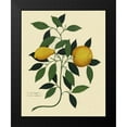 thumbnail image 2 of Lavoie, Tina 12x14 Black Modern Framed Museum Art Print Titled - Italian Botanical Lemon Illustration 1650, 2 of 5