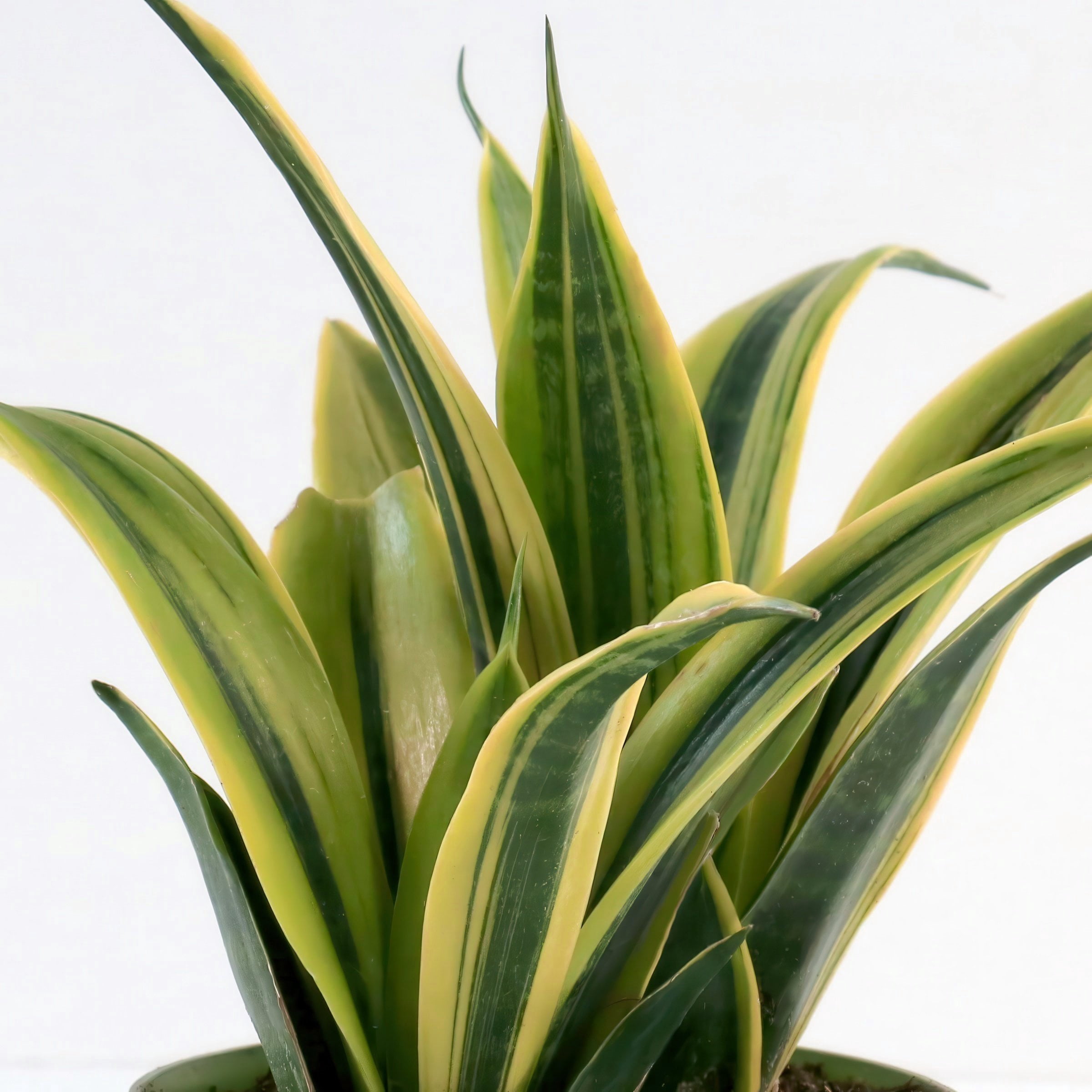 6 in. Sansevieria Gold Flame Plant in Grower Container
