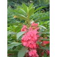 thumbnail image 2 of czcpp-GL Seeds Indoor Balsam Camilia Mix Non GMO, 2 of 4