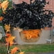 thumbnail image 4 of Flores artificiales violetas negras con hojas: Plantas artificiales de decoración gótica de Halloween para casas embrujadas,hogares,fiestas o festividades, 4 of 5