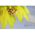 thumbnail image 2 of Paulson, Don 14x11 Gold Ornate Wood Framed with Double Matting Museum Art Print Titled - Washington, Seabeck Flowering vine maple leaf, 2 of 4