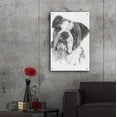 thumbnail image 6 of Epic Art 'American Bulldog' by Barbara Keith, Acrylic Glass Wall Art, 24"x36", 6 of 8