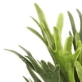 thumbnail image 2 of Vickerman 13" Artificial Staghorn Fern Bush., 2 of 4