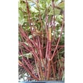 thumbnail image 5 of Ivory Halo® Dogwood | #3 Gallon Size Container, 5 of 7