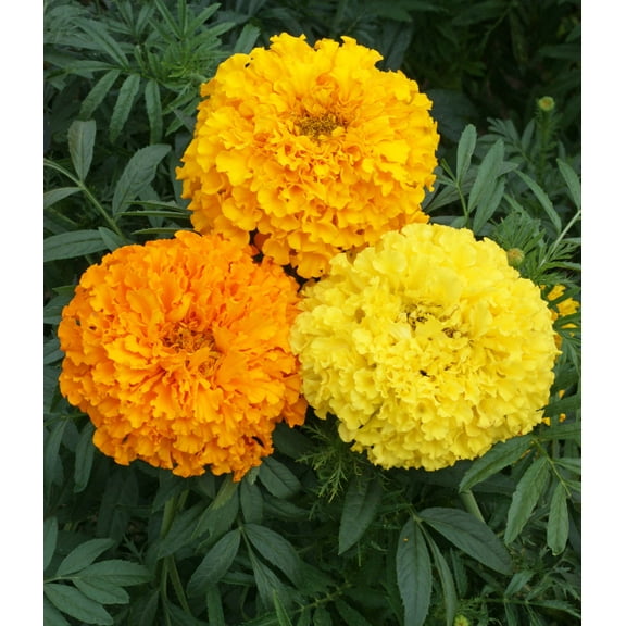 Marigold Cracker Jack Nice Garden Flower 600 Seeds