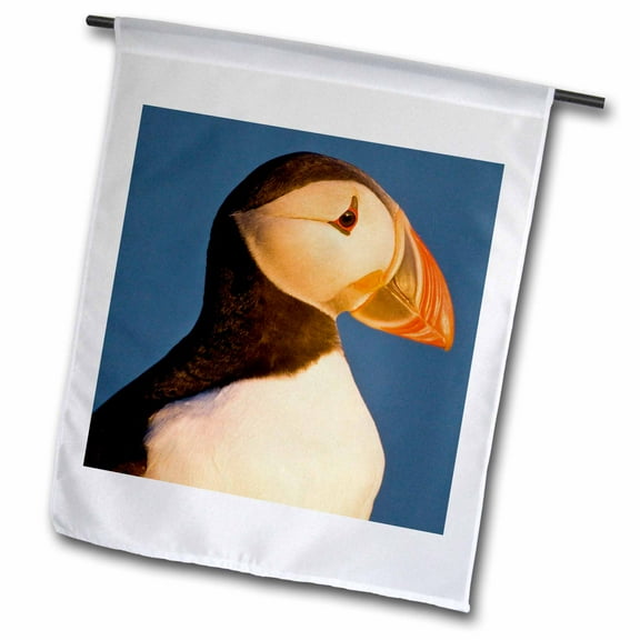 3dRose, Atlantic Puffin, Latrabjerg peninsula, Iceland - EU14 RBE0094 - Ralph H. Bendjebar, 12 x 18 inch Garden Flag