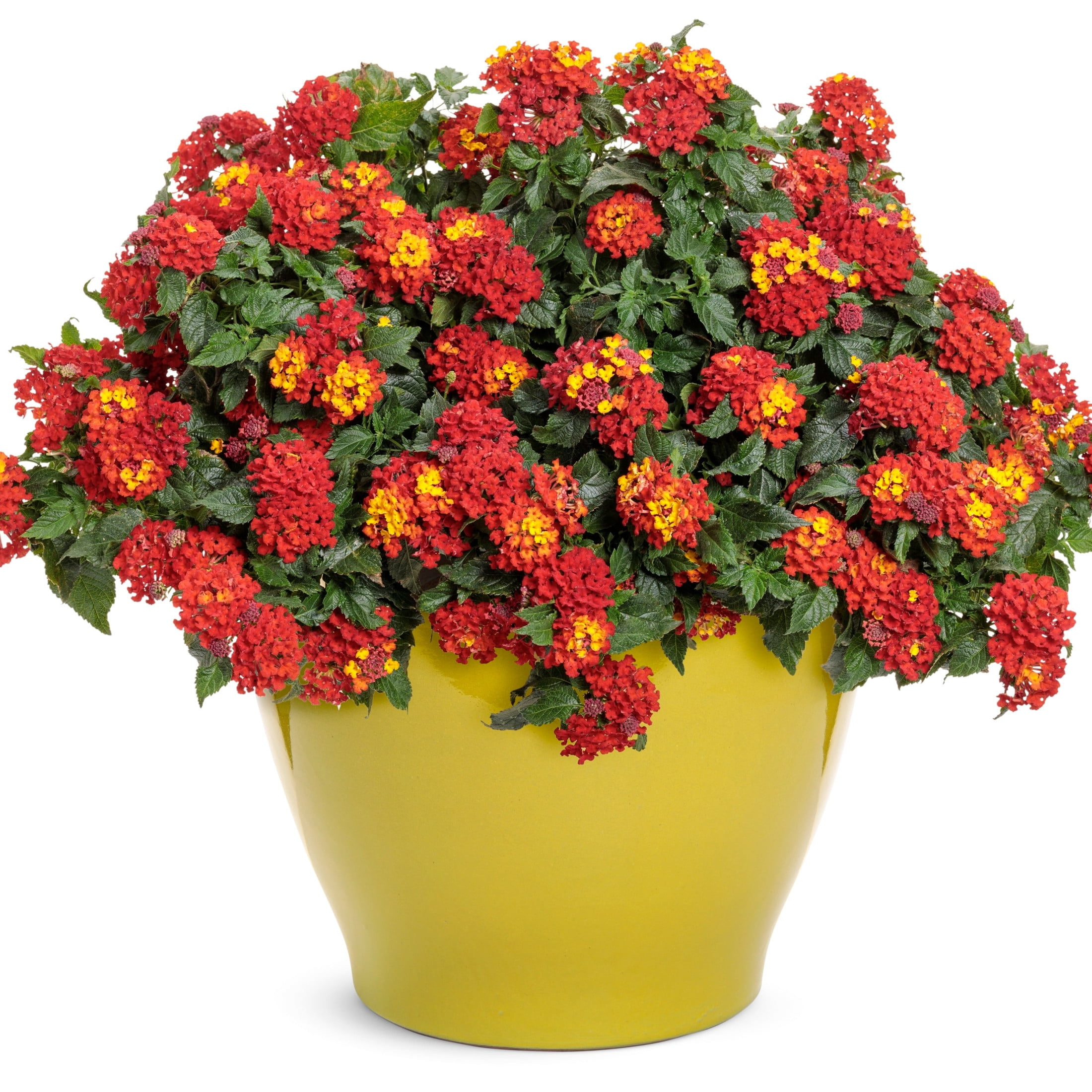 Proven Winners 4" Luscious Royale Red Zone Lantana Live Plant in 4.25" Pot (4 Count)