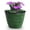 Kale, variant on Headwind Glazed Ironstone Boutique Collection Cobblestone Plant Pot Plum Color 6 Inch Pot for Indoor Plants - Planters for Indoor Plants - Ideal Succulent Planters by Robert Allen