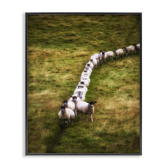 Stupell Industries Farmhouse Sheep Line Farm Animal Landscape Photo Black Framed Giclee Art, 16 x 20, by Villager Jim