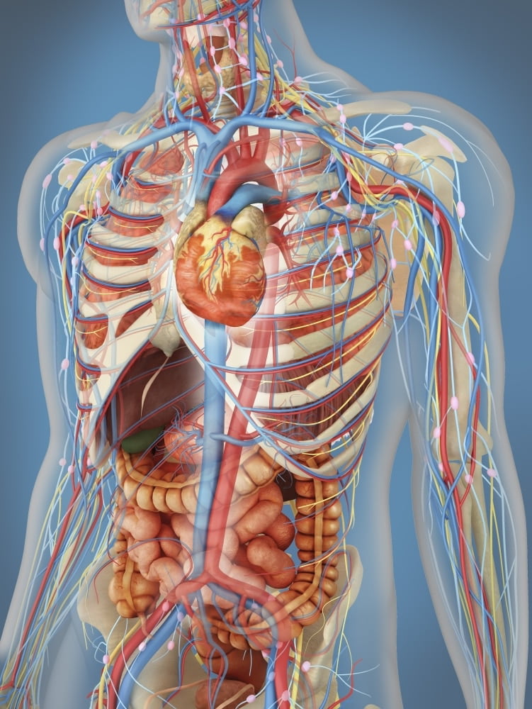 Transparent human body showing heart and main circulatory system
