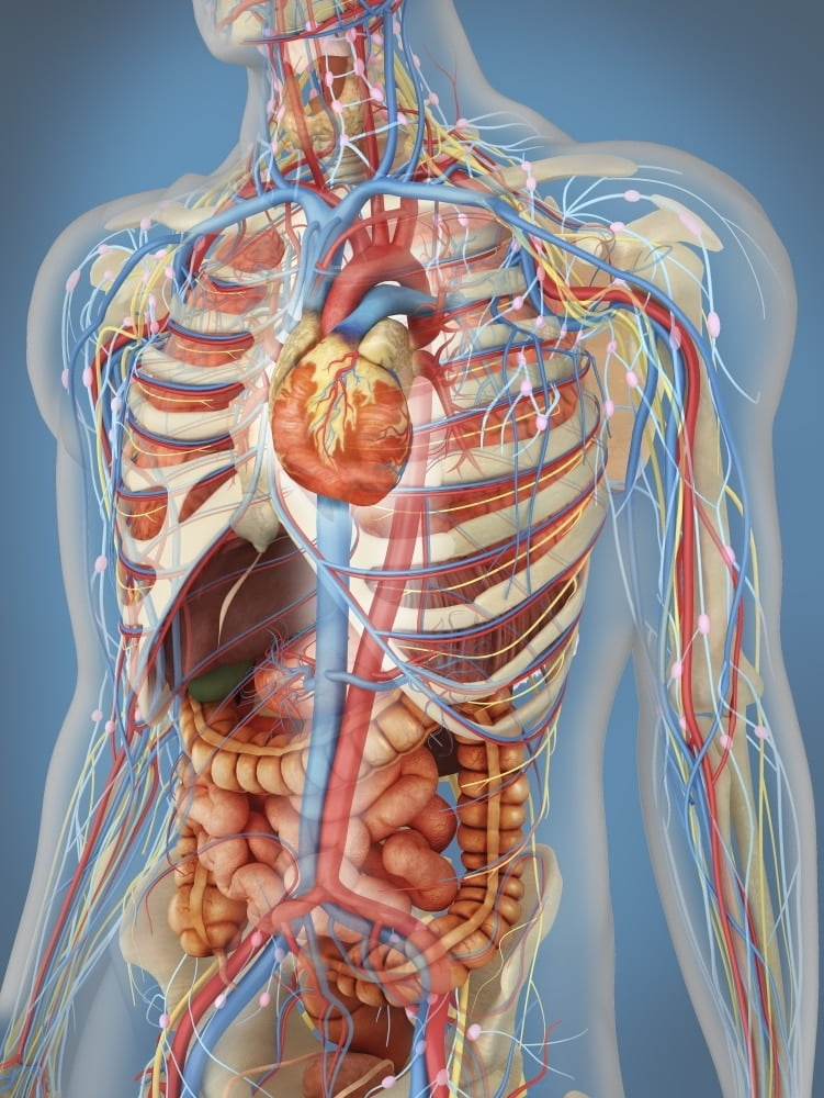 Transparent Human Body Showing Heart And Main Circulatory System