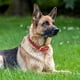 thumbnail image 3 of Perro grande ajustable suave forro de cuero transpirable impermeable clásico perro mascota Collar MFZFUKR CPB-US-YY89-2, 3 of 5