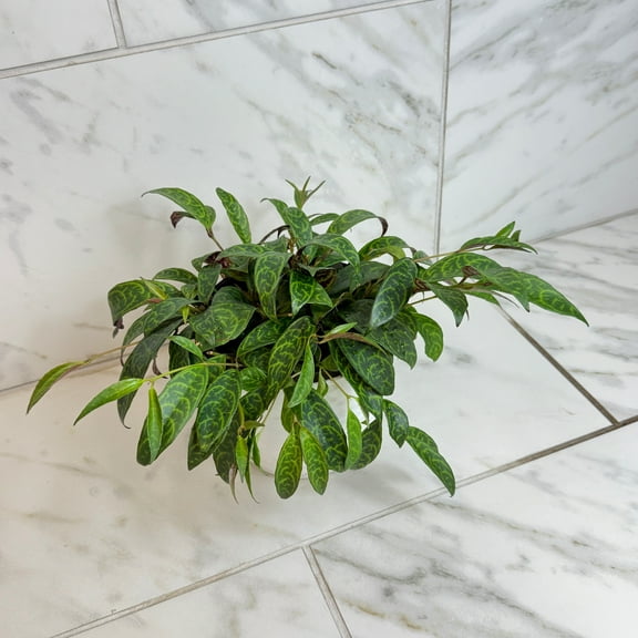 Aeschynanthus Lipstick Black Pagoda, 6" Plant, The Plant Farm