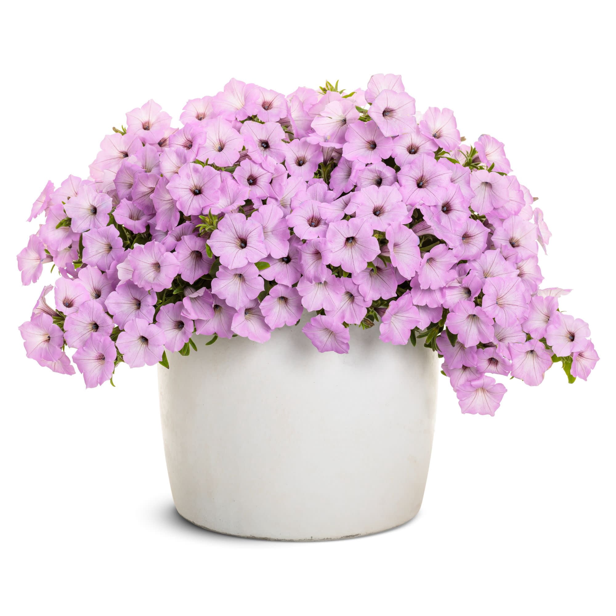 Proven Winners 4" Pink Supertunia Vista Cool Jazz Petunia Live Plant in 4.25" Pot (4 Count)