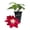 1 Plant, variant on Clematis Elpis - 2 Live Starter Plants - Bold Beautiful Climbing Red Flowering Vine