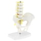 thumbnail image 5 of Pelvis de Tamaño Pequeño Y 5 Vértebras Lumbares con Modelo de de Ligamento, Adorno de Laboratorio de Enseñanza Escolar, 5 of 9