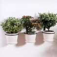 thumbnail image 4 of Practical Good Loading Flowerpot Holder Ring Wall Mounted Easy Install Metal Planter Holder Ring for Home, 4 of 10