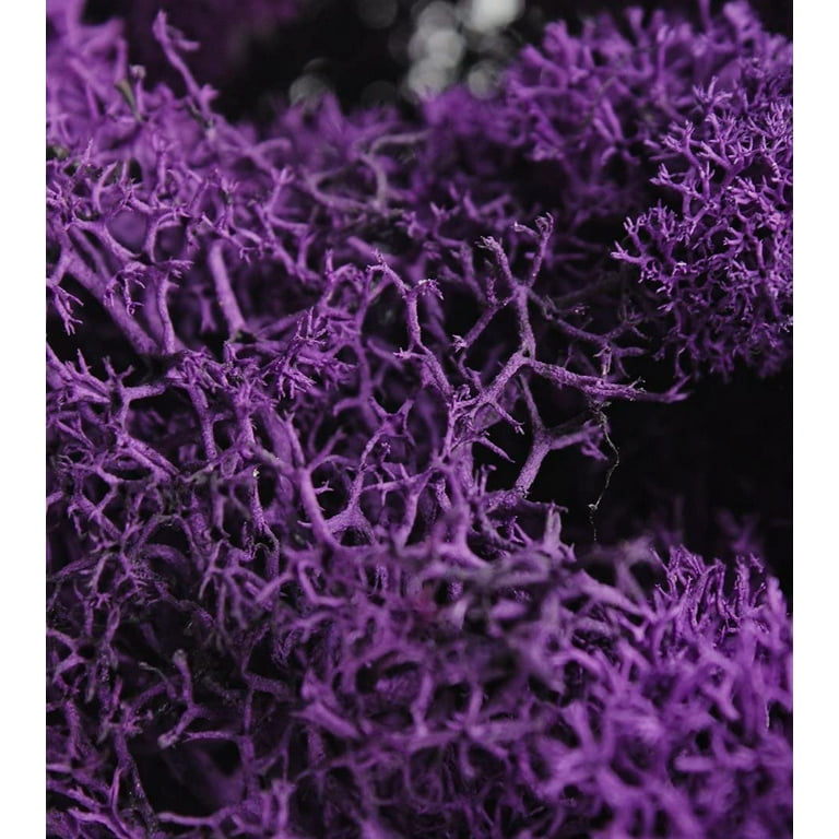 Super Moss 25124 Reindeer Moss Purple - Walmart.com