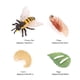 thumbnail image 4 of Plástico Simulación Naturaleza Mariposa Crecimiento Niños Biología Juguetes, 4 of 6