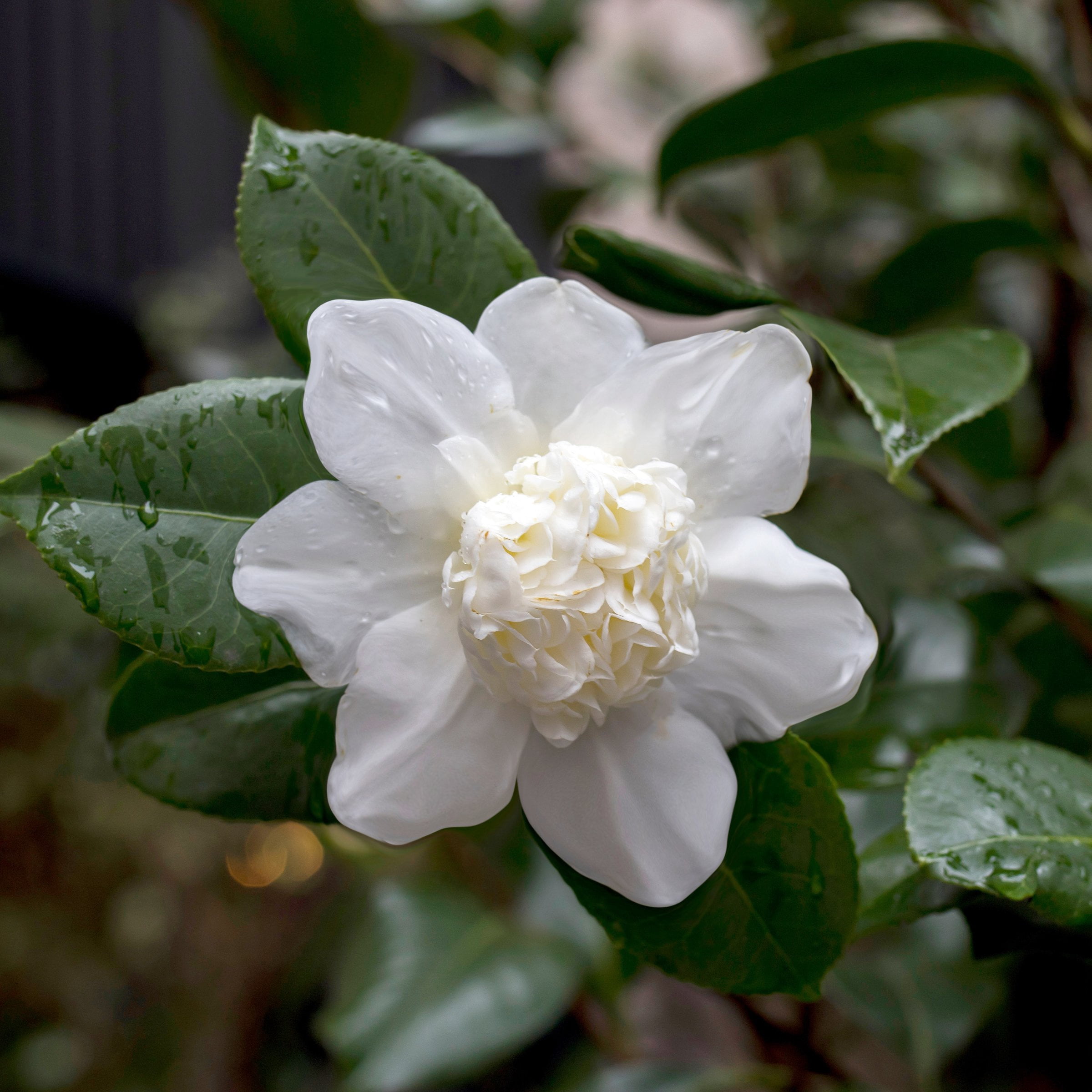 National Plant Network 1 gal. Camellia Sasanqua Winter's Snowman Shrub