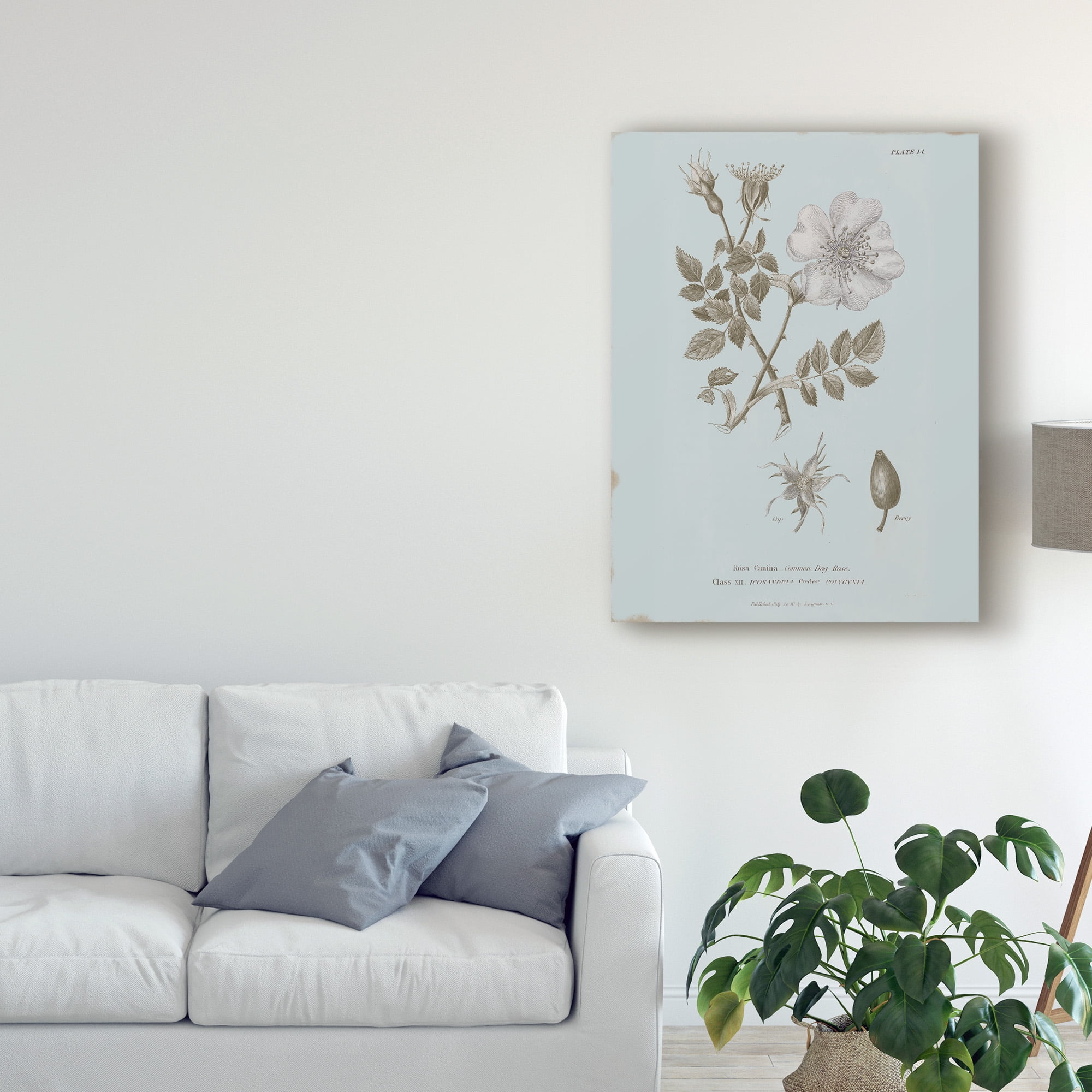 Trademark Fine Art 'Conversations on Botany IV Blue' Canvas Art by Wild Apple Portfolio