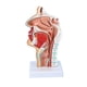 thumbnail image 3 of Modelo de anatomía de la cabeza YONGSHENG Modelo nasofaríngeo, 3 of 5
