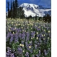 thumbnail image 2 of Terrill, Steve 15x18 Black Ornate Wood Framed with Double Matting Museum Art Print Titled - WA, Paradise Park Field of lupine and bistort, 2 of 4
