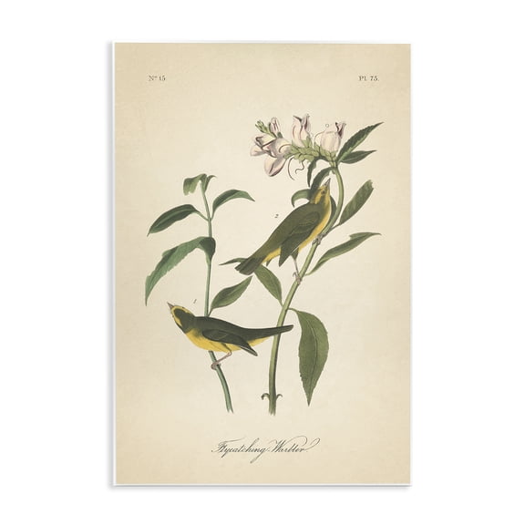 Stupell Industries Vintage Warbler Diagram Animals & Insects Painting Unframed Art Print Wall Art, 10 x 15
