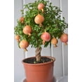 thumbnail image 2 of Gardenera Labs Premium Pomegranate Potting Soil Mix - Ideal Nutrient Blend for Growing Robust, Flavorful, and Bountiful Pomegranate Trees - 1 Quart, 2 of 3