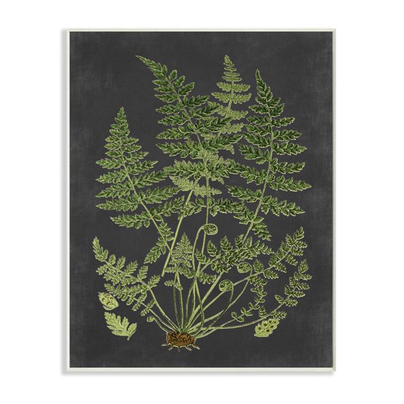 Stupell Industries Botanical Drawing Green Black Design Wall Plaque by Lettered and Lined