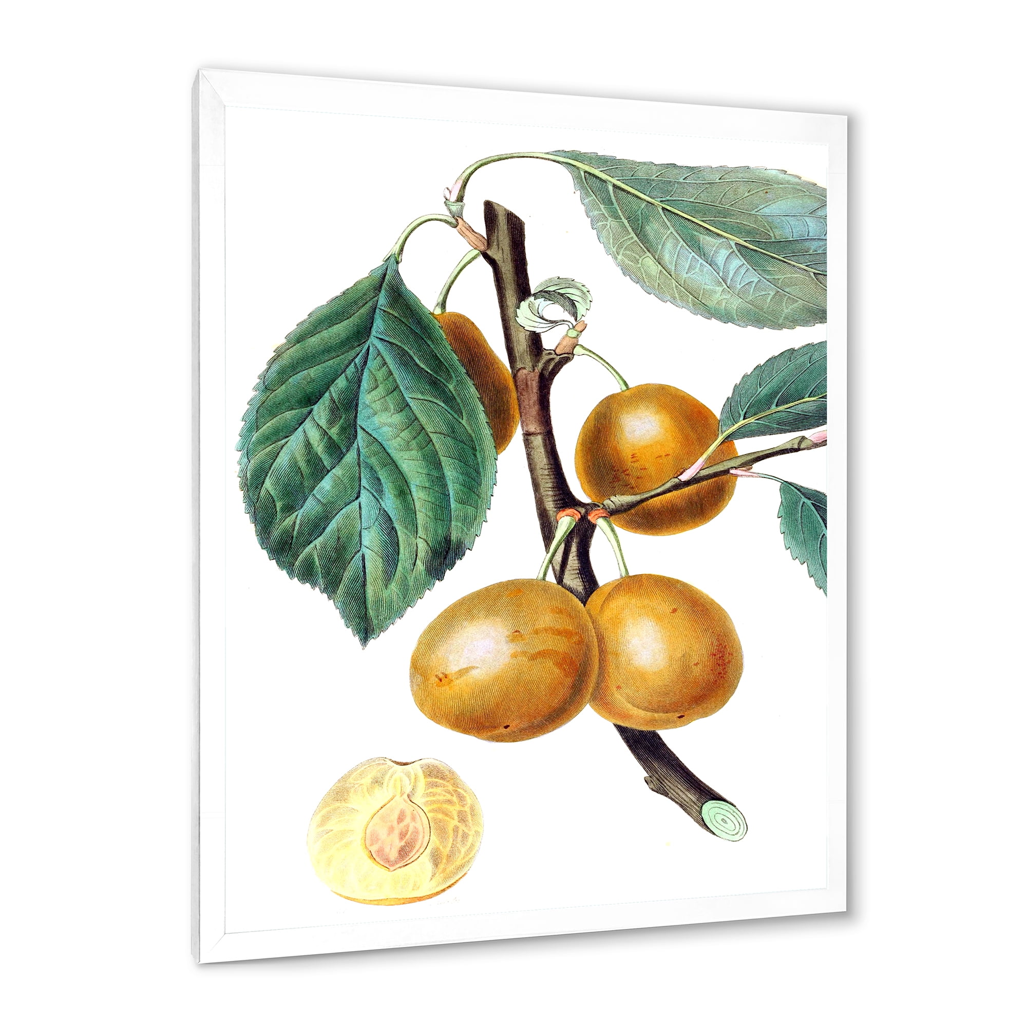 Designart 'Ancient Fruits II' Farmhouse Framed Art Print