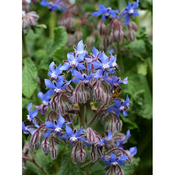 Iranian Borage Tea, Improve wellbeing,Herbal tea Tisane, Caffeine Free, Hand Picked, Organic, Viper's-buglosses, (گل گاوزبان) 20 g چای گل گاوزبان