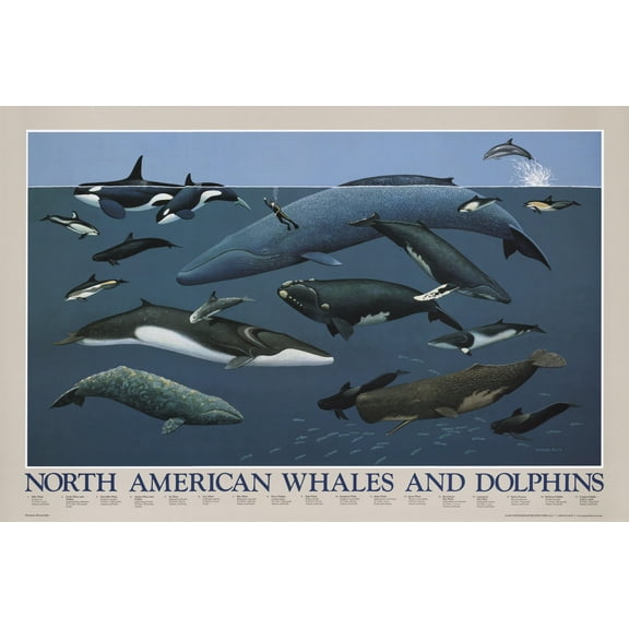 North American Whales and Dolphins Art Print Poster