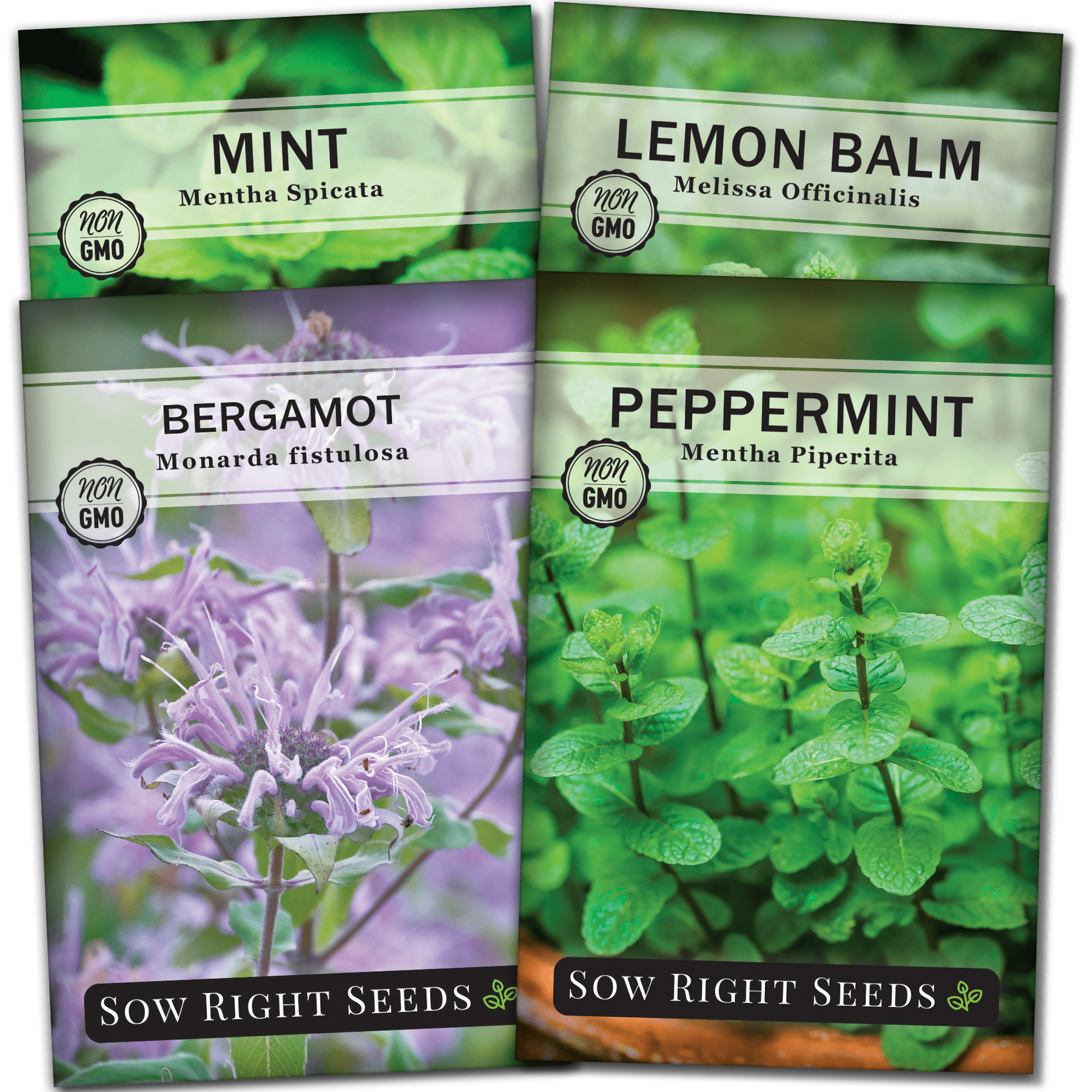 Plants, Seeds & Bulbs Spear Mint Mentha Spicata 1000 Seeds Culinary
