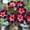 b, variant on Desert Rose-Easy Grow-Low Maintenance-Ideal for Beds Borders,Plant Pots & Planters