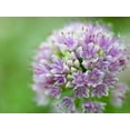 thumbnail image 2 of Frank, Assaf 18x15 White Modern Wood Framed Museum Art Print Titled - Allium flower, close-up, 2 of 4