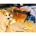 thumbnail image 3 of Barkertime Turquoise Flower Escape-Proof Washable Dog Diaper Overall - Made in USA, 3 of 10